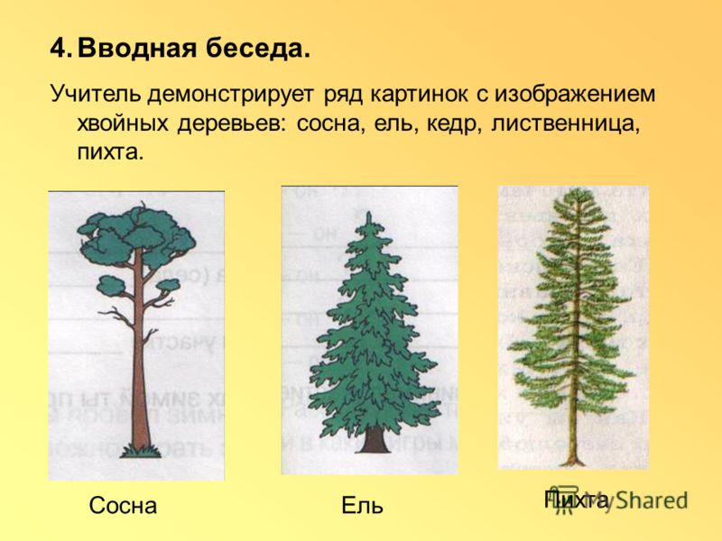 Какое время ели. Ель сосна Кедровая сосна пихта лиственница. Лиственница или сосна. Высота дерева: ель, сосна, лиственница. Рисунки сосны ели и лиственницы.