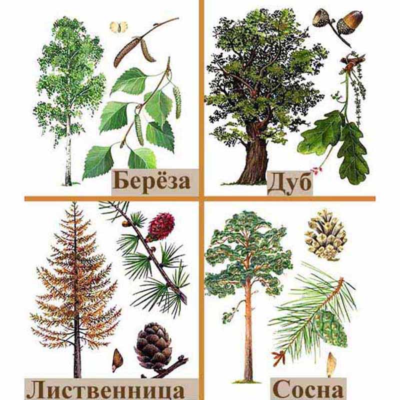Ветки березы дуба сосны 2 класс изо. Ветка лиственного дерева. Лиственница и сосна. Названия деревьев с картинками. Дуб береза сосна.