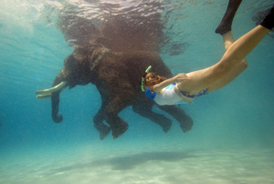 swimming with an elephant