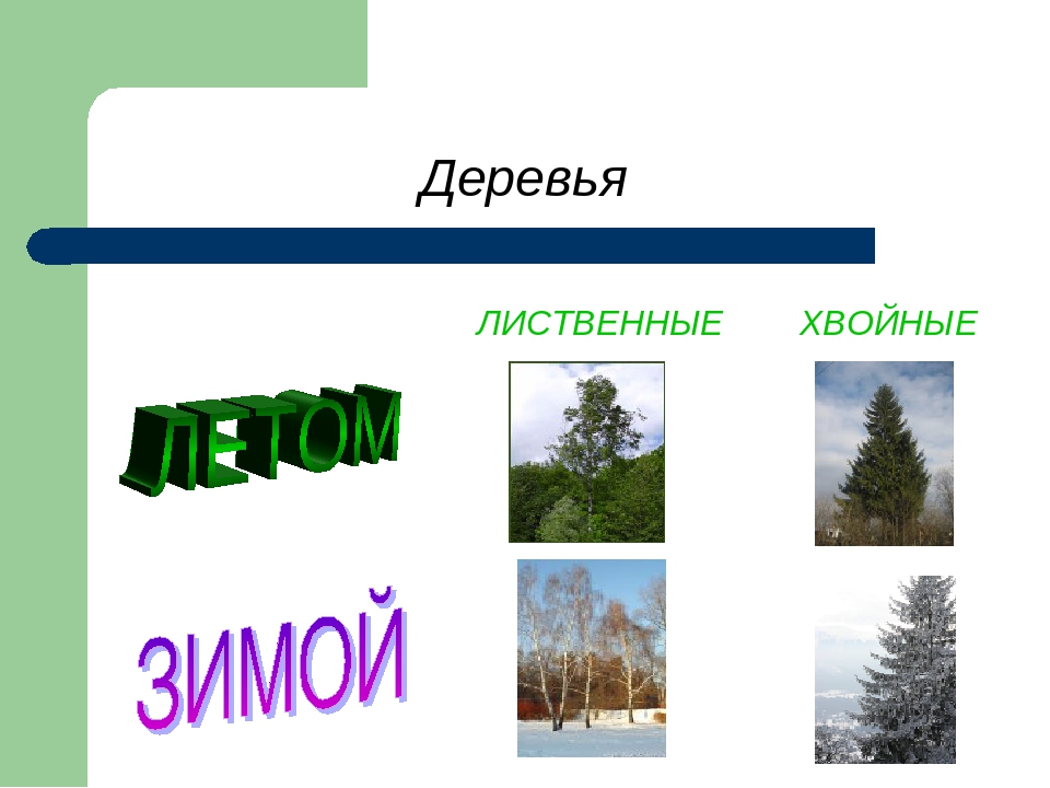 Кедр хвойное или лиственное. Лиственный и хвайные деревья. Лиственные и хвойные деревья. Листовые деревья и хвойные. Листаенные ихвойные деревья.