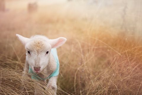 Does humane wool exist?