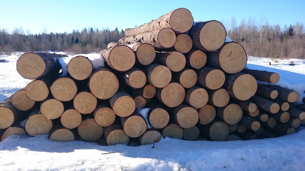 Заготавливать древесину лучше всего зимой
