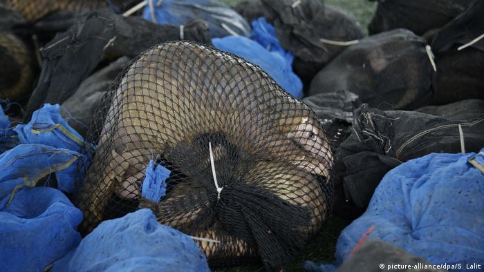 A pangolin tied up in a mesh net in a pile of illegally trafficked wildlife. 