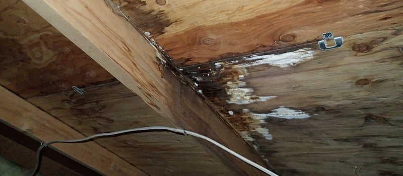 Attic mold growth. 